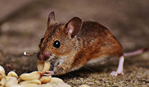 24 Hour & Emergency Exterminators in Kief, ND